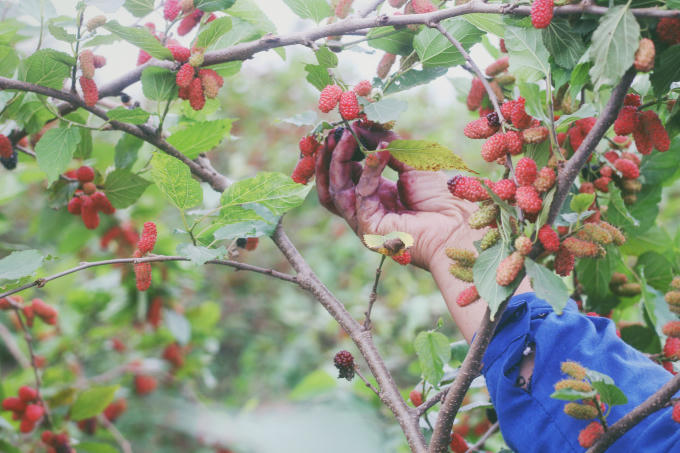 Hái dâu khiến bàn tay người nông dân loang màu.