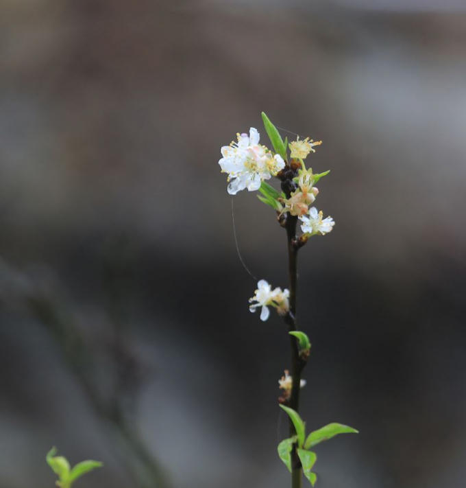 Lên Bà Nà ngày xuân còn bắt gặp nhiều loài hoa như nhất chi mai.