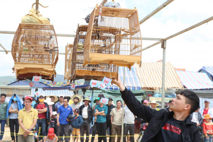 Một tiết mục đặc sắc trong lễ hội: Thi Chim. Những chú chim chào Mào rộn ràng tiếng hót như điểm tô cho sự rộn ràng của lễ hội.