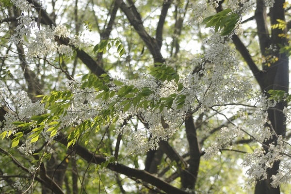 Những chùm hoa sưa xiêu xiêu trong gió.