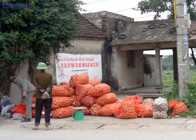 Hoặc ph&acirc;n loại to nhỏ để b&aacute;n cho nh&agrave; bu&ocirc;n với gi&aacute; b&egrave;o bọt.&nbsp;(Ảnh: Minh Trang).