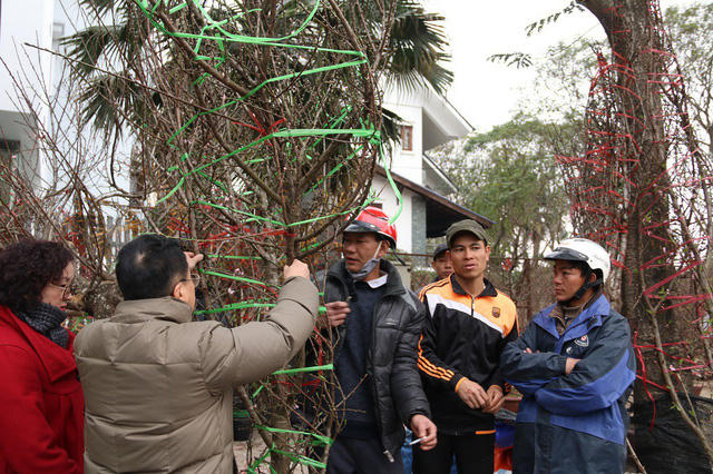 Các gốc đào rừng được bọc dây cẩn thận để tránh gẫy cành. Thời điểm này, đa phần các gốc đào rừng chưa bung hoa, nảy nụ.