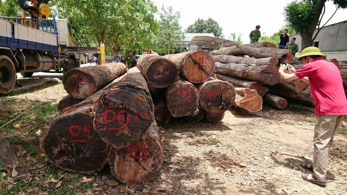 Gỗ lậu của Phượng " râu" bị bắt đang được tạm giữ tại Hạt Kiểm lâm huyện Cư Jut