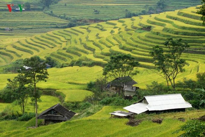 Những năm gần đây, vào mùa lúa chín, các bản làng nơi đây đón hàng nghìn lượt du khách.