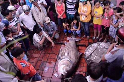 Tháng 12/2014, một người dân hành nghề ghe cào trên sông Mỹ An, tỉnh Vĩnh Long bắt được con cá hô vàng dài 1,5m, nặng khoảng 130kg. Theo nhiều ngư dân, đây là con cá hô vàng rất hiếm gặp.