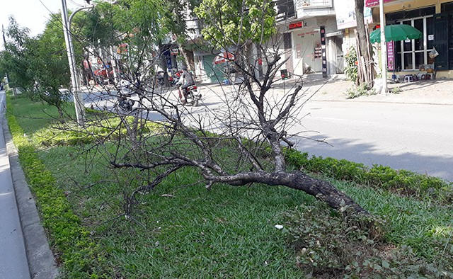 Nhiều cây chết đổ rạp xuống dải phân cách.