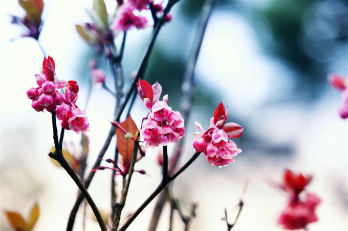 Đ&agrave;o chu&ocirc;ng l&agrave; một lo&agrave;i hoa qu&yacute; hiếm, thuộc họ đỗ quy&ecirc;n, c&acirc;y cao khoảng 4 -5m, hoa mọc tập trung ở đầu c&agrave;nh từ 5 - 6 b&ocirc;ng, được bao bọc bởi nhiều l&aacute; non m&agrave;u đỏ.