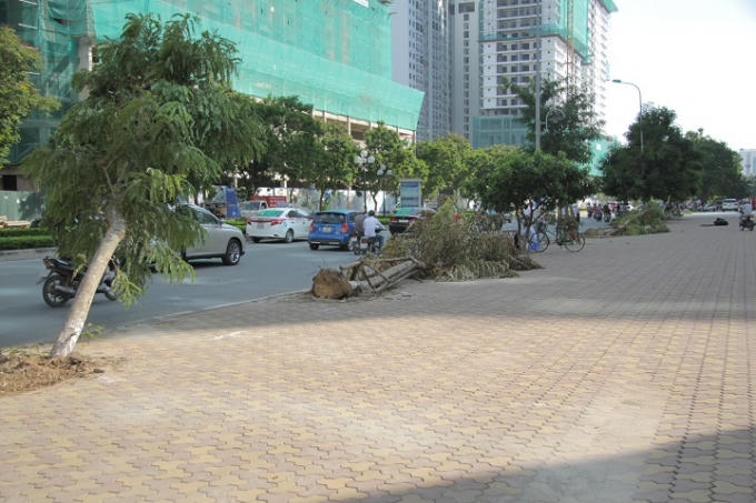 Trên phố Lê Văn Lương một số cây ngả nghiêng