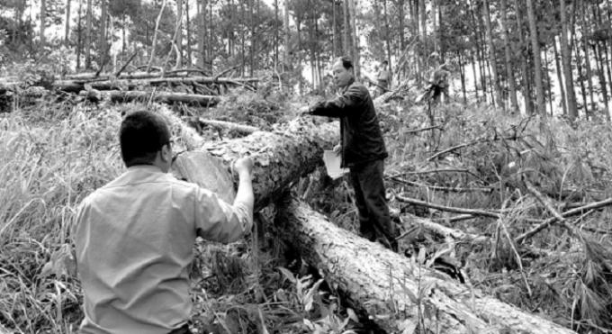 Lực lượng Kiểm lâm kiểm tra số gỗ bị lâm tặc chặt hạ tại xã Phi Liêng.