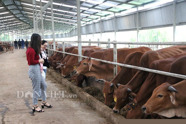 nuoi 100 con bo 3b to bu, ba van xom voi loi 2 ty dong moi nam hinh anh 4