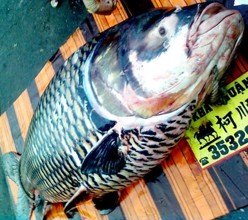 Trước đó, tháng 2/2013, một tiểu thương ở An Giang mua con cá hô đen nặng hơn 120kg bắt được ở sông Vàm Nao với giá 400.000 đồng/kg. Con cá có chiều dài khoảng 2,5m, bề hoành gần 1,5m.