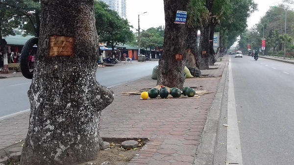 Theo một số người dân ở đây cho biết, tình trạng này trước đây cũng có nhưng ít, lần này là nhiều nhất. Tình trạng lột vỏ cây có thể diễn ra vào ban đêm vì ban ngày không ai dám mang dao ra chém vào cây như thế này.