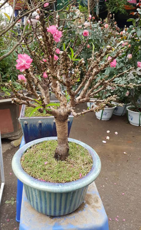Cây đào thẳng tắp, mũm mĩm, vỏ ngoài nhẵn bóng