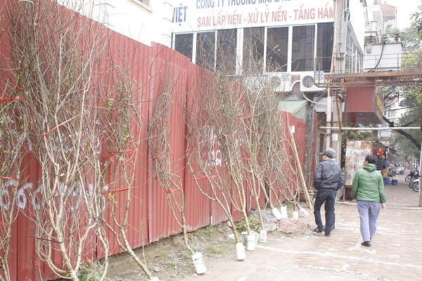 Nhiều người rụch rịch đi xem và chọn cho mình một cành đào về chơi tết rất sớm. Ảnh: Như Trường