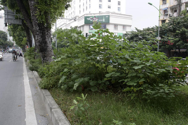 Hà Nội: Cây dại mọc như ở bãi hoang giữa phố Giảng Võ