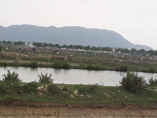 Một khu đất trống mênh mông chưa được chủ đầu tư xây dựng, bên trong cỏ dại mọc um tùm.