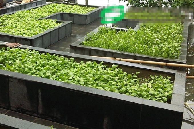 Những vườn rau được xây công phu và tốn kém.