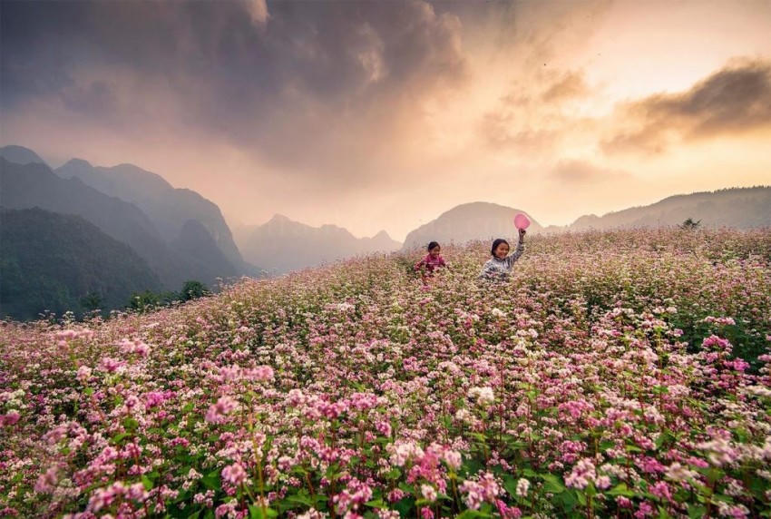 Lễ hội hoa tam giác mạch Tuyên Quang 2025 sẽ khai mạc lúc 20h ngày 29-11 tại Quảng trường Thanh niên, xã Đồng Văn.