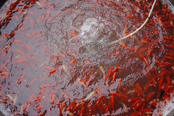 Những phi đựng cá được các tiểu thương cho cá vào và dùng đường dẫn ống oxi cho cá sống và bơi khoẻ. Ảnh: Như Trường.