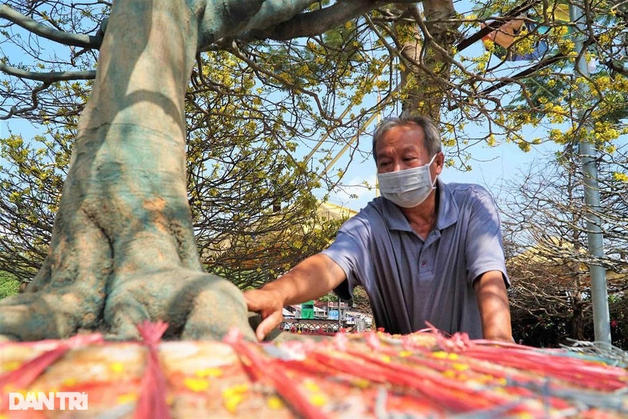 Ông Tam đang rao bán gốc mai này 2,8 tỷ đồng (Ảnh: Bảo Kỳ).