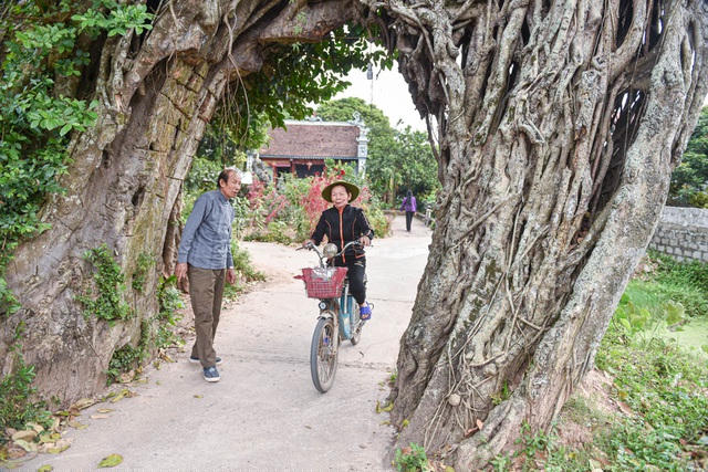 Cây đa này được UBND tỉnh Hưng Yên công nhận là cây đa di sản.