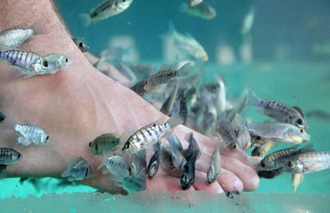 Hình thức mát xa bằng cách để cá rỉa chân vẫn mang những rủi ro nhất định - Ảnh minh họa