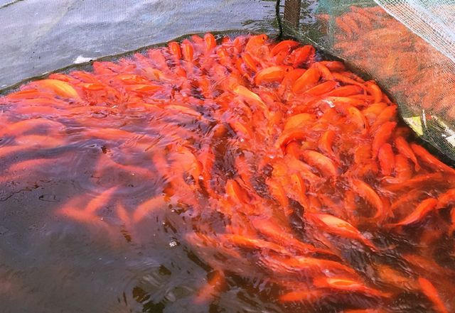 Theo bà con, năm nay cá phát triển đều, màu sắc đẹp.