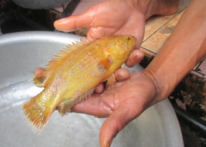 Dù có người trả 10 triệu đồng nhưng ông Khôi không bán cá rô vàng này.