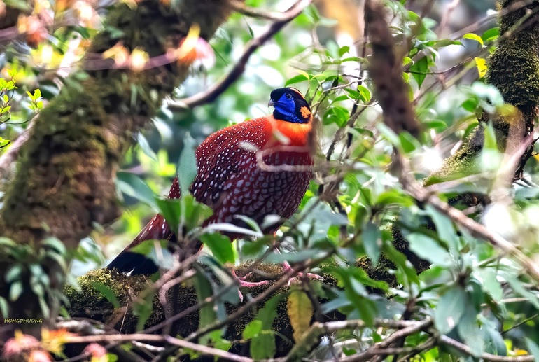 Cận cảnh hình ảnh Gà lôi tía ảnh của nhiếp ảnh gia Phạm Hồng Phương chụp (Ảnh vườn quốc gia Hoàng LIên)
