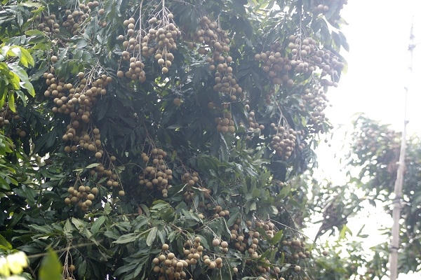 Hưng Yên: “Không có chuyện người dân dùng lưu huỳnh để xông làm vàng quả, sáng mã cho nhãn”