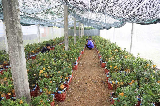 Lạ kỳ 'bàn tay Phật' trên chậu cây mini, anh nông dân thu tiền tỷ