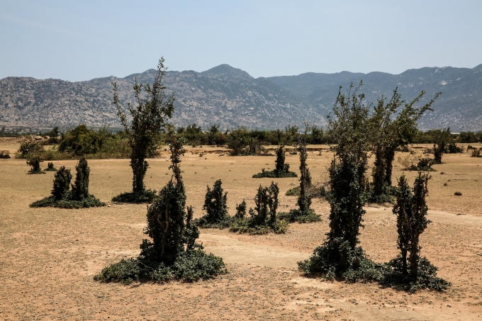 Những thế cây sinh động trong góc "công viên" trong hoang mạc