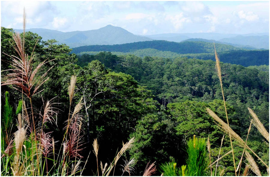 Phê duyệt Đề án phát triển giá trị đa dụng của hệ sinh thái rừng