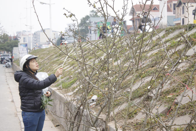 Tuy hoa l&ecirc; kh&ocirc;ng phải l&agrave; hoa d&agrave;nh trong dịp tết, nhưng sau tết loại ho&agrave; n&agrave;y lại l&agrave; mốt của người chơi hoa nhằm phục vụ ng&agrave;y rằm th&aacute;ng gi&ecirc;ng. Ch&iacute;nh v&igrave; thế kh&aacute;ch đến đ&acirc;y mua rất đ&ocirc;ng, ai lấy đều mua cho m&igrave;nh một c&agrave;nh về chơi.