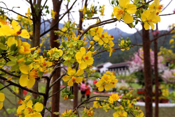 Lễ hội hoa Anh Đào - Mai vàng Yên Tử năm 2019 sẽ kéo dài đến hết ngày 17/3/2019.