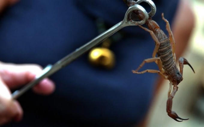 Nọc độc của bọ cạp có giá 415 bảng/gram. (Ảnh: Telegraph)