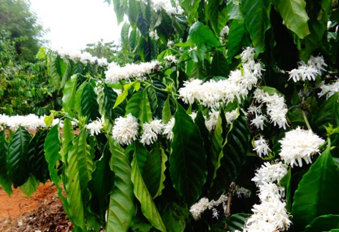 Dù cho là nở trái mùa nhưng hoa cũng đủ đầy sắc hương, khiến bao người mê đắm. (Ảnh Minh Trang)