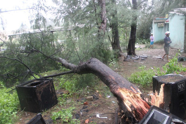 Cây phi lao hàng chục năm tuổi bị gió quật ngã.