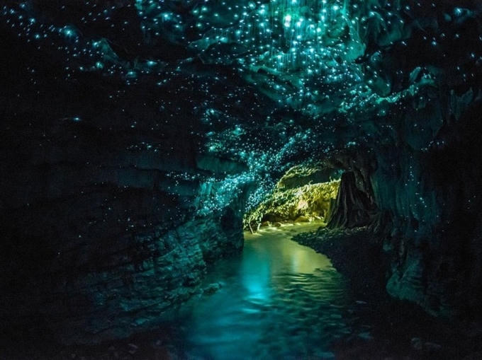 Những chiếc hang ở hang đom đóm, Waitomo, New Zealand được hàng nghìn con đom đóm thắp sáng về đêm, khiến cảnh tượng lung linh như một dải ngân hà.