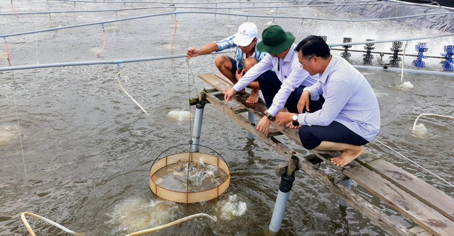 Mô hình nuôi tôm công nghệ cao ở TP. Bạc Liêu.