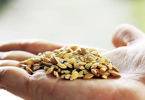 Hạt nếp phủ đầy lông măng, với chiếc “đuôi” lạ kỳ Ảnh: Thanh Trần.