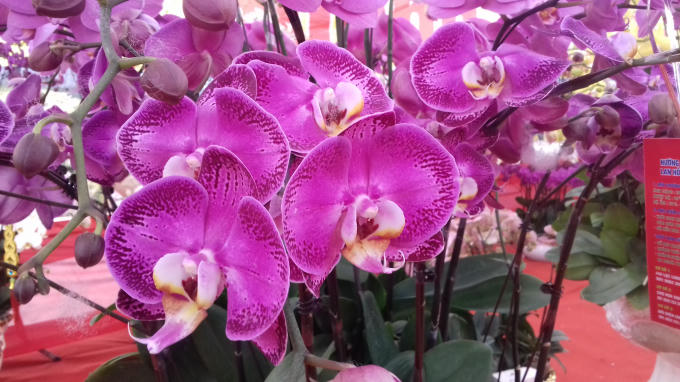 Mãn nhãn ngắm hoa Lan Hồ Điệp khoe sắc ngày cận tết