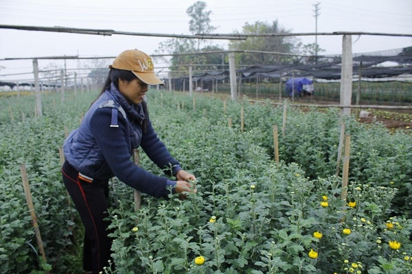 Tại các vườn hoa ở làng hoa Tây Tựu, người dân trồng hoa cũng đang hối hả chăm sóc và cắt hoa đi bán.
