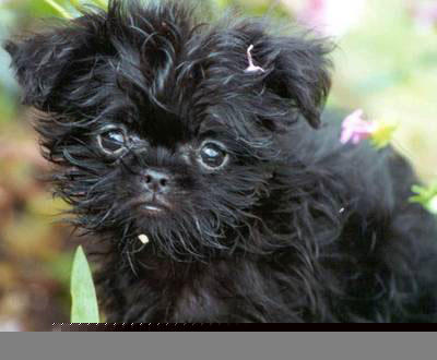 Chó khỉ Affenpinscher