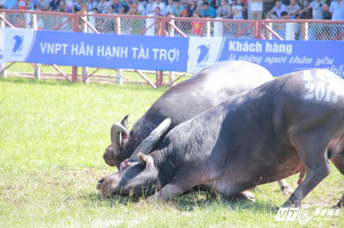 Hai ''ông trâu'' thi đấu dũng mãnh giữa trời nắng nóng 36 độ C.
