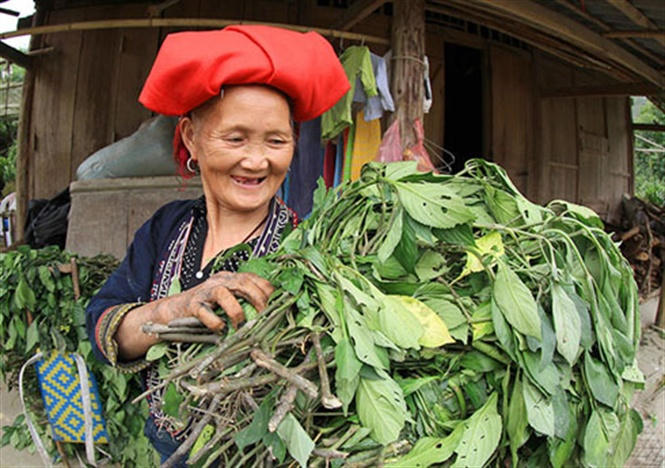 Xã Tả Phìn được coi là địa danh tắm lá thuốc Dao đỏ “thật” nhất, “chất” nhất và thú vị nhất ở Sapa. (Nguồn: Internet)