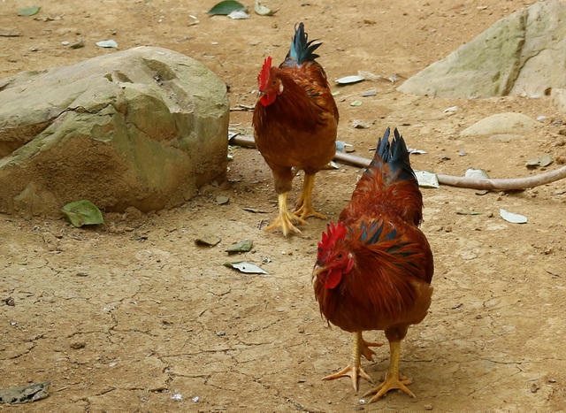 Anh Đức có khoảng 500 cặp gà nhiều cựa thuần chủng phục vụ nhu cầu làm quà biếu dịp Tết Nguyên đán.