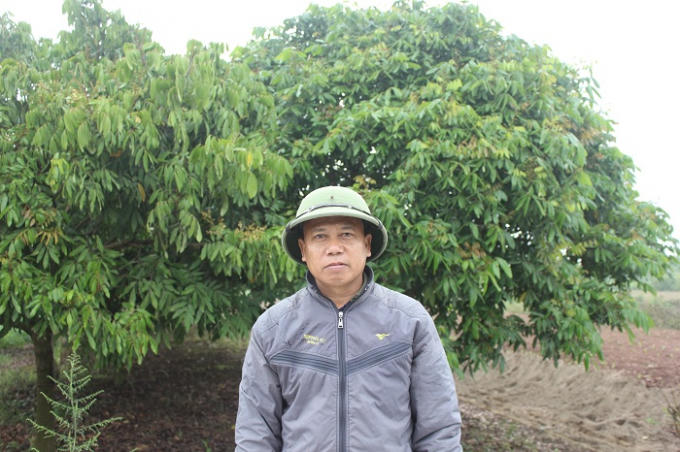 Ông Giang Hồng Ninh, chủ vườn nhãn xót xa trước hàng trăm gốc nhãn năm nay không ra hoa.