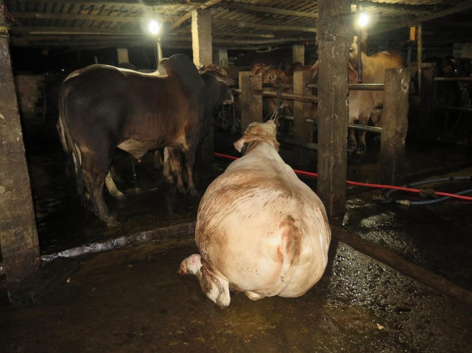 Một con bò bị bơm nước căng không đứng dậy được.