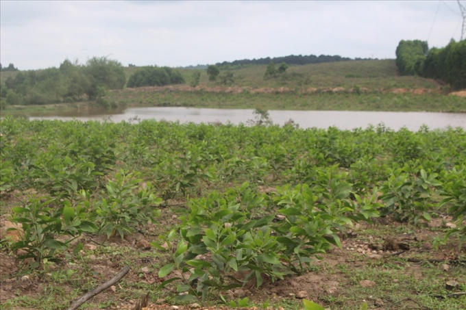 Một phần đất bỏ hoang của Cty Bình Hà đã bị người dân tự ý chiếm dụng trồng keo. Ảnh: Trần Tuấn.